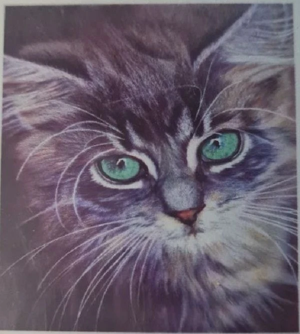 5D Diamond Dotting - Cat